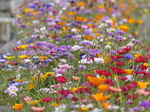 FZ030502 Wild flowers in Barry.jpg